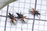Oxycarenus lavaterae