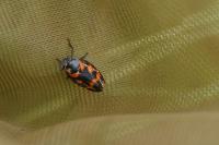Cercopis sanguinolenta