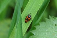 Cercopis vulnerata