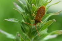 Gonocerus acuteangulatus