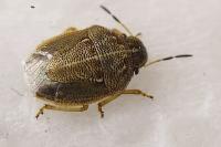 Neottiglossa pusilla