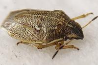 Neottiglossa pusilla