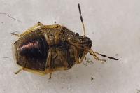 Neottiglossa pusilla