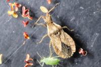 Spathocera lobata