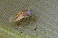 Cymus melanocephalus
