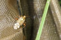 Rhabdomiris striatellus