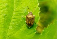 Peribalus strictus