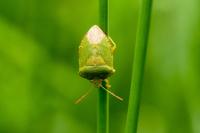 Palomena prasina
