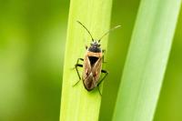 Xanthochilus quadratus