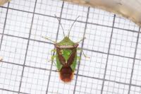 Acanthosoma haemorrhoidale