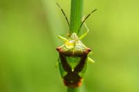 Acanthosoma haemorrhoidale