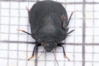 Eurygaster austriaca