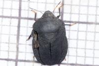 Eurygaster austriaca