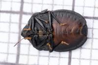 Eurygaster austriaca