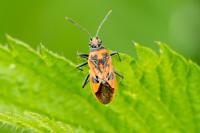 Corizus hyoscyami