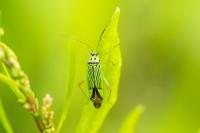 Mermitelocerus schmidtii