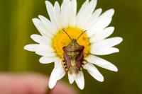Carpocoris purpureipennis