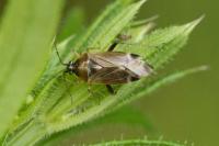 Harpocera thoracica