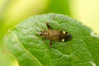 Closterotomus fulvomaculatus