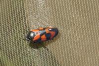Cercopis vulnerata