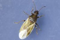 Cymus glandicolor