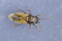 Cymus melanocephalus