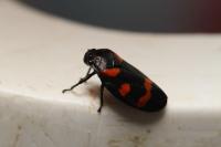 Cercopis sanguinolenta