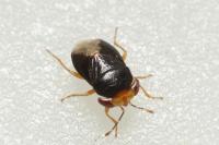 Geocoris erythrocephalus