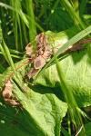 Coreus marginatus
