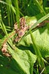 Coreus marginatus