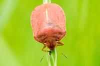 Eurygaster austriaca