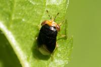 Geocoris erythrocephalus