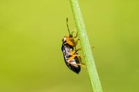 Geocoris erythrocephalus