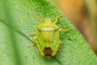 Palomena prasina