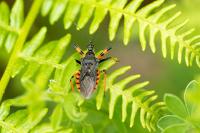 Rhynocoris annulatus