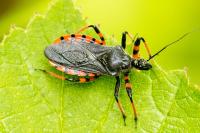 Rhynocoris annulatus