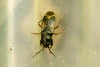 Megalonotus praetextatus