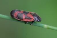 Haematoloma dorsata
