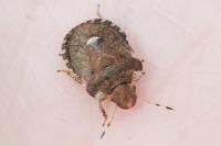 Dyroderes umbraculatus