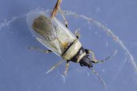 Oxycarenus pallens