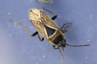 Xanthochilus quadratus