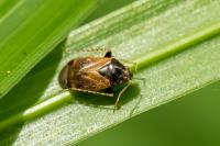 Psallus