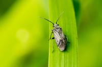 Heterocordylus tibialis