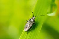 Heterocordylus tibialis