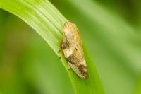 Aphrophora alni