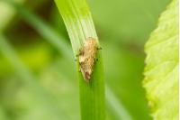 Aphrophora alni