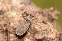 Spathocera dalmanii