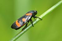 Cercopis sanguinolenta