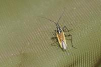Leptopterna dolabrata
