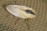 Philaenus spumarius